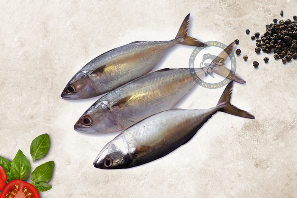 Indian Makeral / அயில மீன் - (500g)